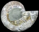 Cut Ammonite Fossil (Half) - Agatized #54361-1